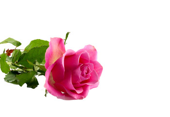 pink rose  with green leaves as love sign for mothers day or valentines