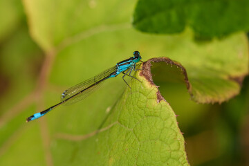 Common blue damselfly on summer meadow, Danubian forest, Slovakia