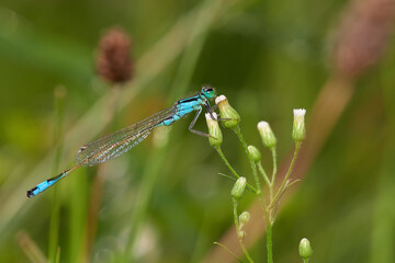 Common blue damselfly on summer meadow, Danubian forest, Slovakia