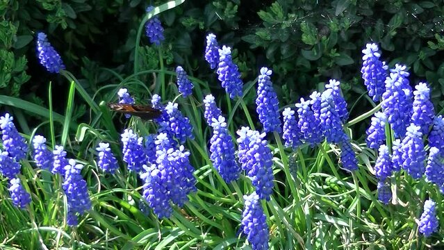 Blue flowers of Muscari and butterfly European peacock, Aglais io and flies away on sunny spring day - real time. Topics: beauty of nature, blooming, fauna, flora, season, natural environment