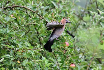 The Eurasian jay watching in the tree top between the leaves while rain.