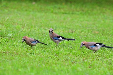 A flock of jays fights among themselves for food in the grass during rain
