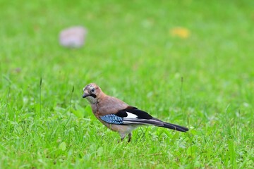 The Eurasian jay walking and eating in the grass close up portrait