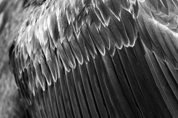 Details of feather of Socotra cormorant at Busaiteen coast, Bahrain