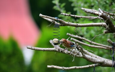 The Eurasian jay sitting on tallow ball eating sunflower seeds during rain