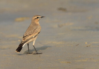 Isabelline Wheatear at Busaiteen coast of Bahrain
