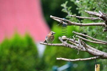The Eurasian jay sitting on tallow ball eating sunflower seeds during rain