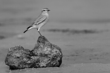 Isabelline Wheatear perched on rock at Busaiteen coast of Bahrain