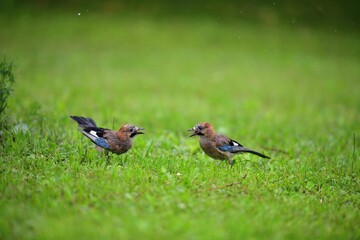 A flock of jays fights among themselves for food in the grass during rain