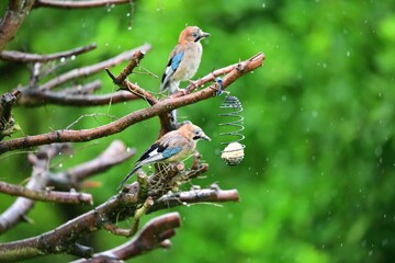 The Eurasian jay sitting on tallow ball eating sunflower seeds during rain