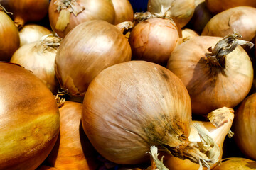 some specimens of colorful onions in a box
