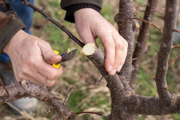 A gardener trims a tree branch with a blade. Preparing to graft a fruit tree - obrazy, fototapety, plakaty