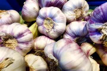 a few specimens of colorful garlic cloves are in a box