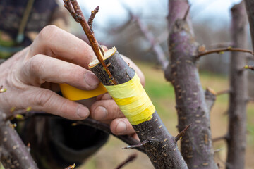 gardener grafts the fruit tree using the split method, securing the young shoots with tape