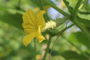 Cucumber on tree in farm