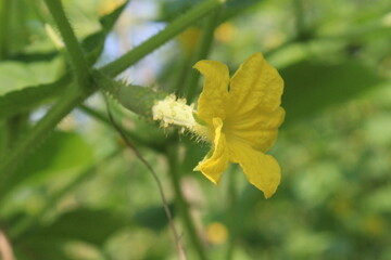 Cucumber on tree in farm