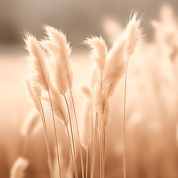 fluffy grass in the sunset sunlight