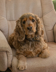 English Show Cocker Spaniel on Chair