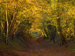 Halnaker Tree Tunnel