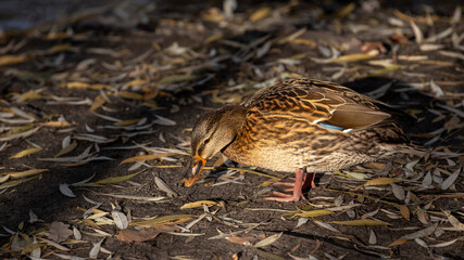 Wild ducks on a clear lake, bright and full of vitality