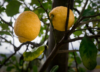 Detail of ripe lemons and a tree with green leaves.