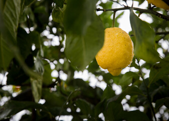 Detail of ripe lemons and a tree with green leaves.