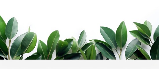 Rubber plant leaves on a blank surface