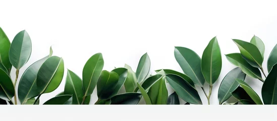 Fotobehang Rubber plant leaves on a blank surface © Vusal