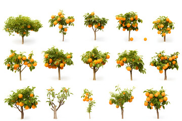 Set of photos of orange trees, white background, orange fruit, full orange tree, harvest season