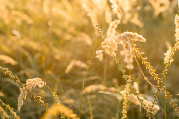 Spikelets in the setting sun