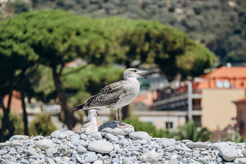 Seagull on the beach in Ventimiglia, Italy
