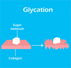 Glycation diagram. Effect of sugar molecule on collagen.  Vector illustration.