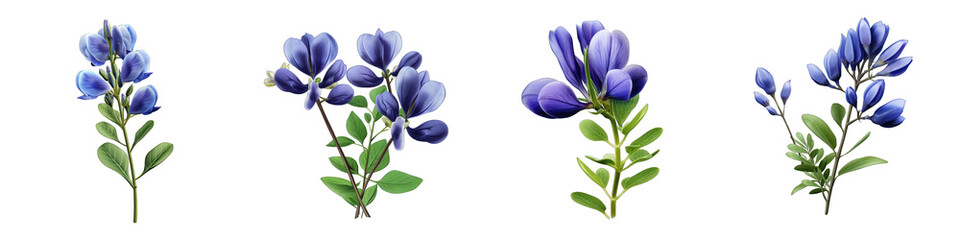 Blue False Indigo flower clipart collection, vector, icons isolated on transparent background