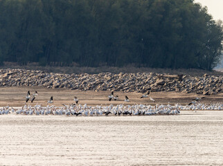 Large group of American white pelicans on edge of sandbank due to low water levels on Mississippi river in 2023 near Greenville, MS