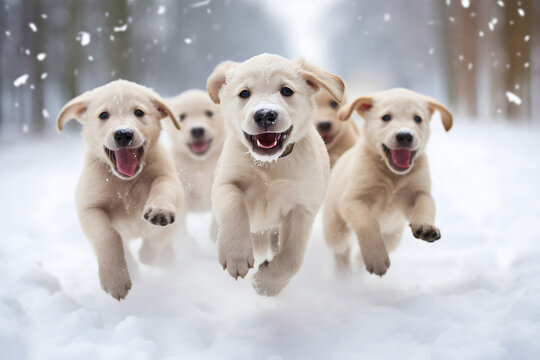 Group of young adorable golden labrador retriever dog breed puppies running through snowy forest paths in nature