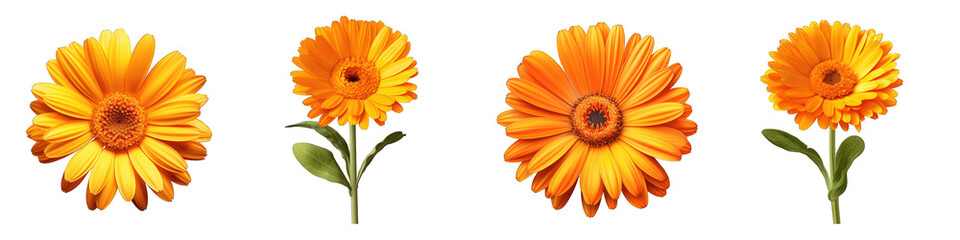 Calendula clipart collection, vector, icons isolated on transparent background - obrazy, fototapety, plakaty