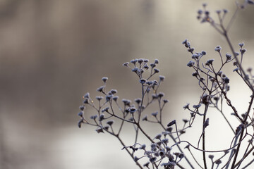 Vertrocknete gefrorene Blumen