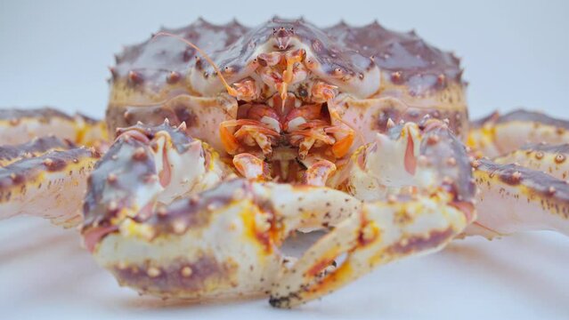 4k, view on large live king crab on white background, close up