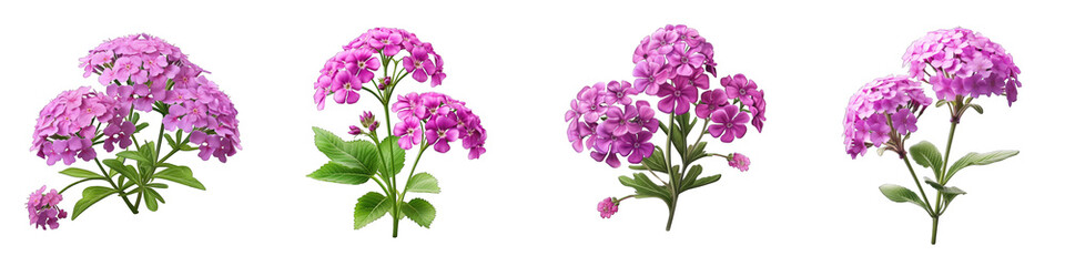 Verbena clipart collection, vector, icons isolated on transparent background