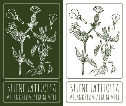 Drawings SILENE LATIFOLIA . Hand drawn illustration. Latin name MELANDRIUM ALBUM MILL.