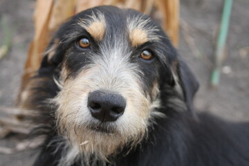 Fototapeta premium pet, dog, animal, puppy, canine, black