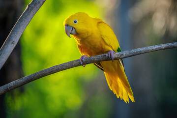 Golden parakeet bird (Guaruba guarouba)