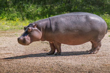 Beautiful large Hippopotamus (Hippopotamus amphibius)