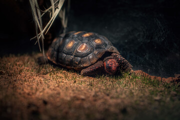 Red-footed Tortoise hatchling (Chelonoidis carbonaria) - obrazy, fototapety, plakaty
