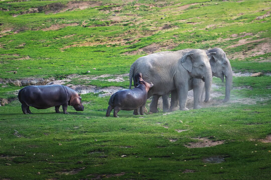 Elephants and Hippos on a field