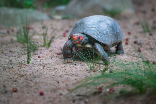 Red-footed Tortoise (Chelonoidis carbonaria)