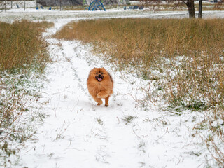 Spitz during a walk in the white snow. Portrait of a red dog.