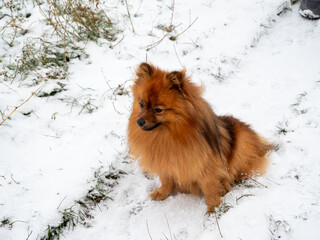 Spitz during a walk in the white snow. Portrait of a red dog.