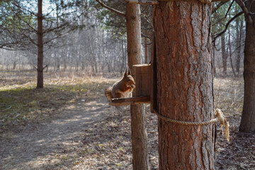Red squirrel sits on a tree in the forest and eats from a feeder. Close-up of an isolated wild squirrel feeds on seeds in pine forest in spring or autumn, horizontal photo.