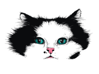 Beautiful fluffy cat portrait. Realistic sketch.  Stylish image for printing on any surface